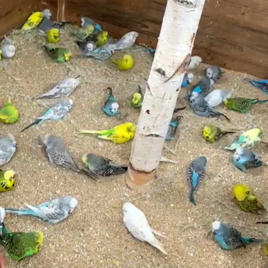 Wellensittiche, mixed breed for adoption at Homburg