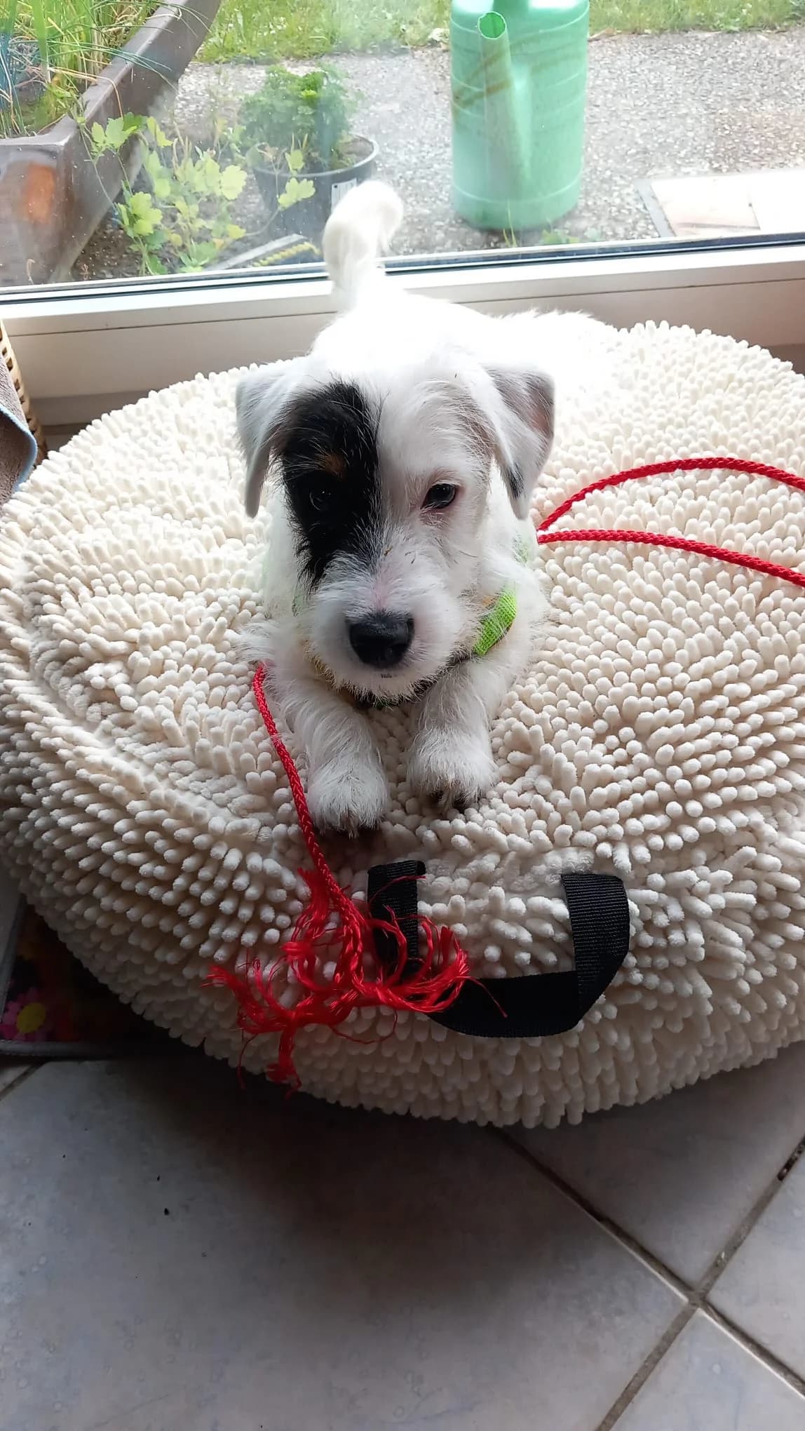 Zeus, male young Jack Russell Terrier for adoption at Tierheim Bad Homburg, Homburg