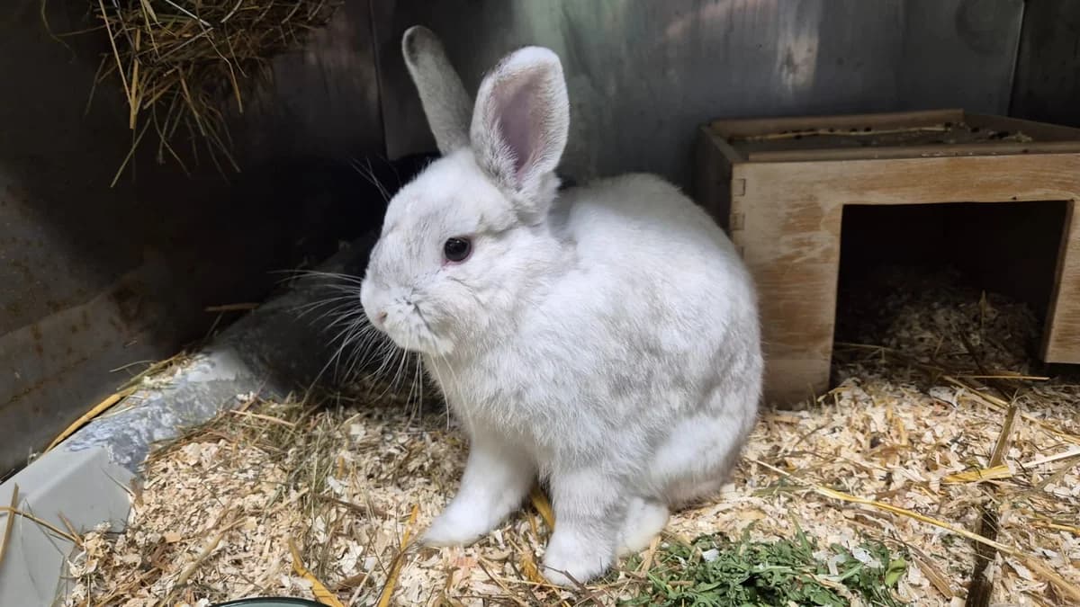 Blueberry, female young mixed breed for adoption at Tierschutzverein Bad Kreuznach, Bad Kreuznach