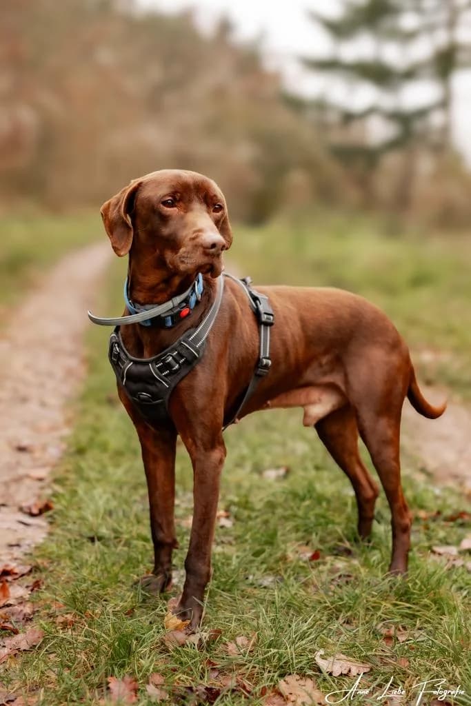 Brownie, male 5yo Mixed Breed for adoption at Tierschutzverein Bad Kreuznach, Bad Kreuznach