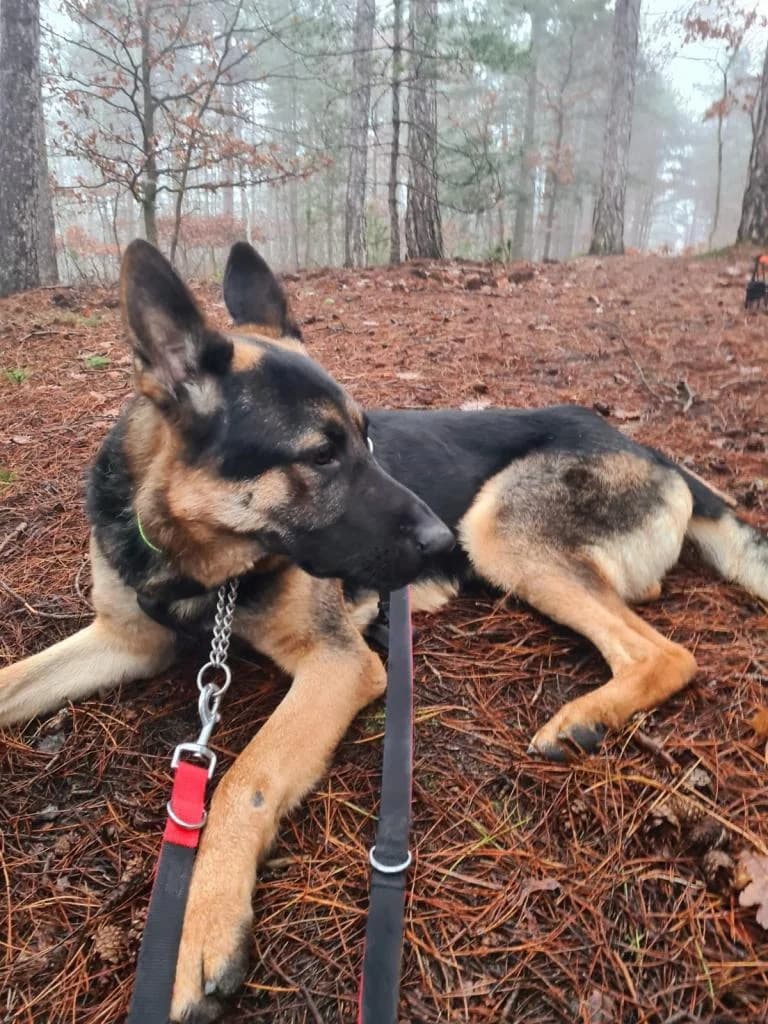 Buck, male young German Shepherd for adoption at Tierschutzverein Bad Kreuznach, Bad Kreuznach