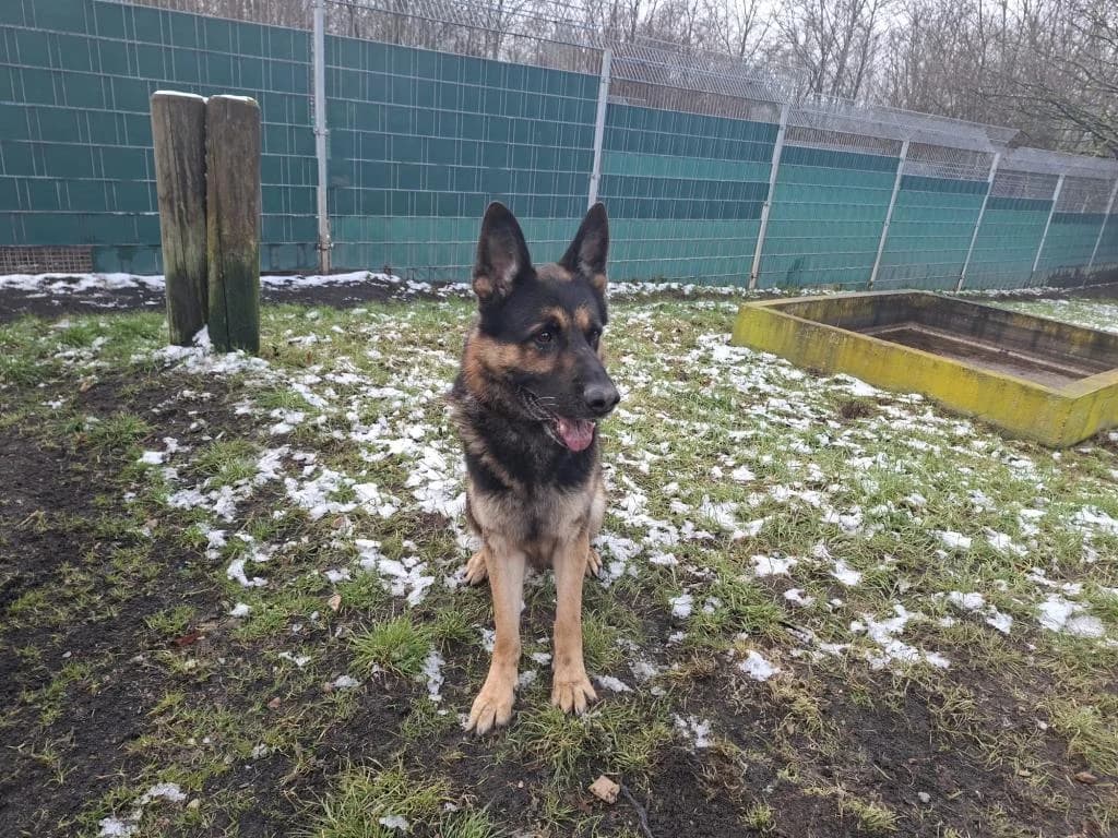 Buddy, male senior German Shepherd for adoption at Tierschutzverein Bad Kreuznach, Bad Kreuznach