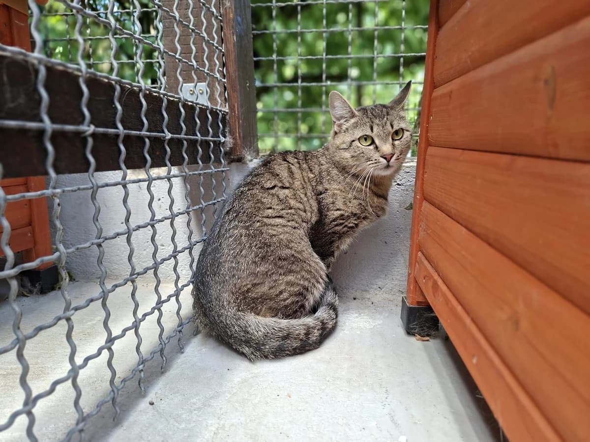 Cara, female senior Mixed Breed for adoption at Tierschutzverein Bad Kreuznach, Bad Kreuznach