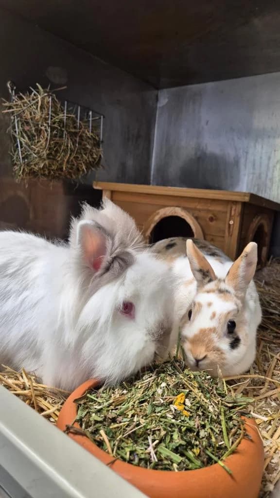 Carlo und Mira, male senior Mixed Breed for adoption at Tierschutzverein Bad Kreuznach, Bad Kreuznach