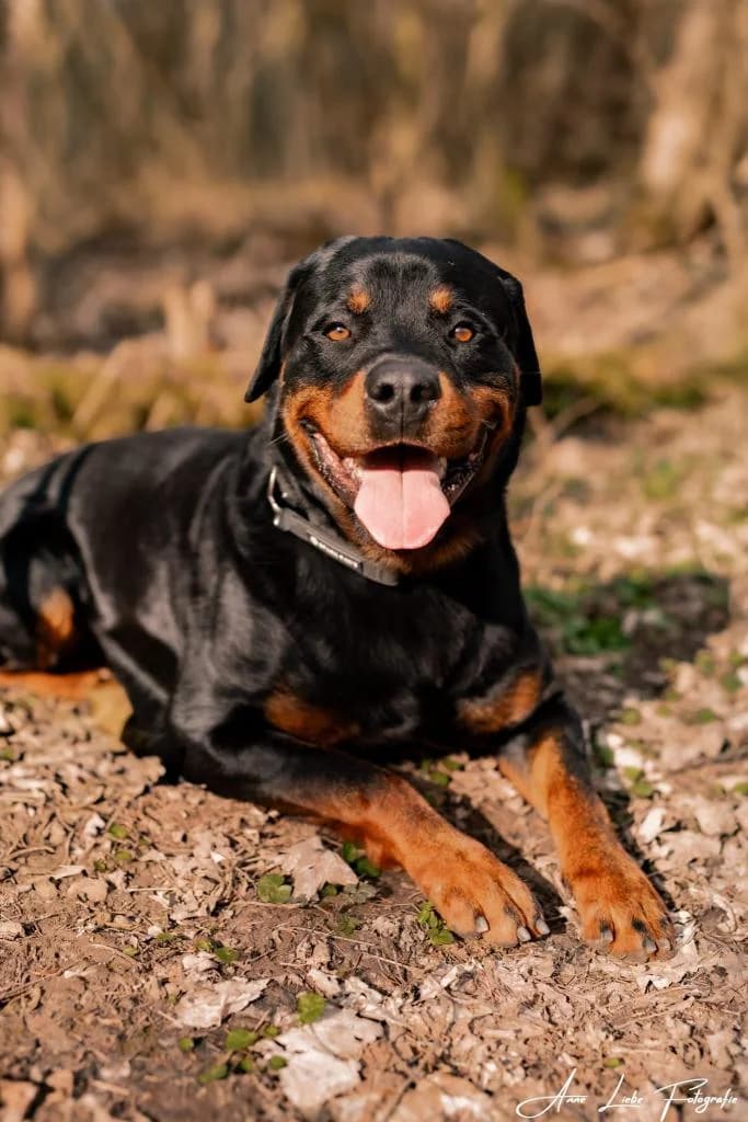 Carlos, male senior Rottweiler for adoption at Tierschutzverein Bad Kreuznach, Bad Kreuznach