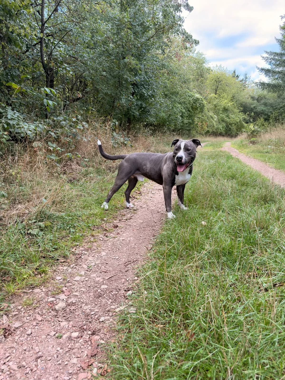 Castor, male senior American Staffordshire Terrier for adoption at Tierschutzverein Bad Kreuznach, Bad Kreuznach