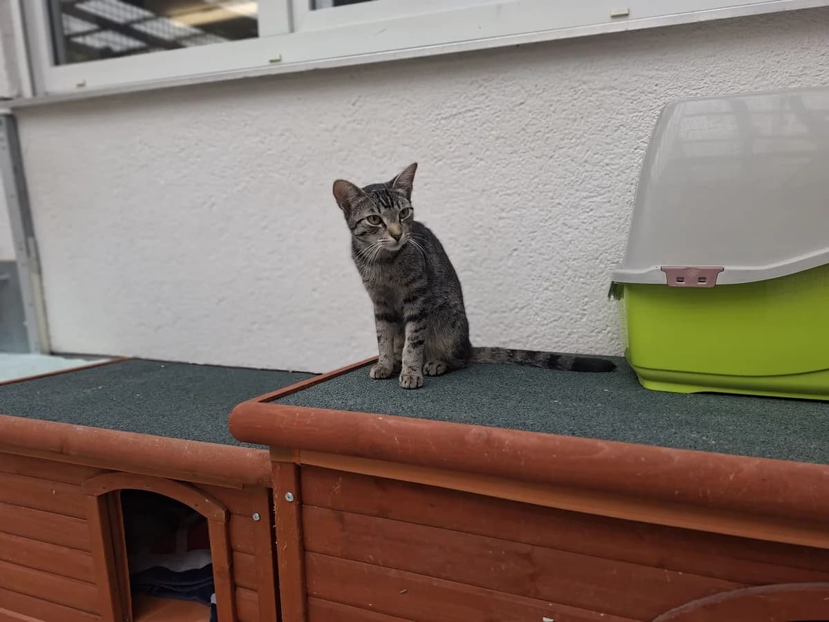 Disco und Rave, young Mixed Breed for adoption at Tierschutzverein Bad Kreuznach, Bad Kreuznach