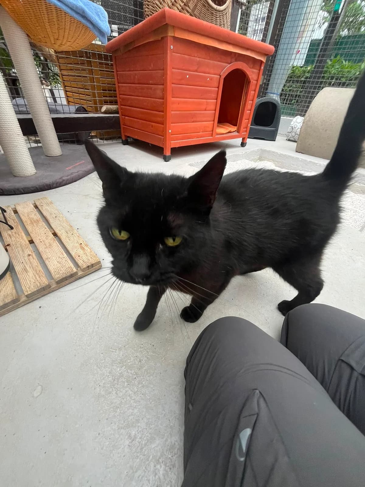 Fauna, female senior Mixed Breed for adoption at Tierschutzverein Bad Kreuznach, Bad Kreuznach