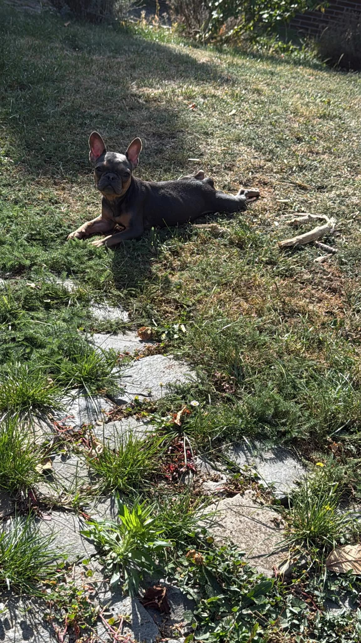 Felicitas, female senior French Bulldog for adoption at Tierschutzverein Bad Kreuznach, Bad Kreuznach