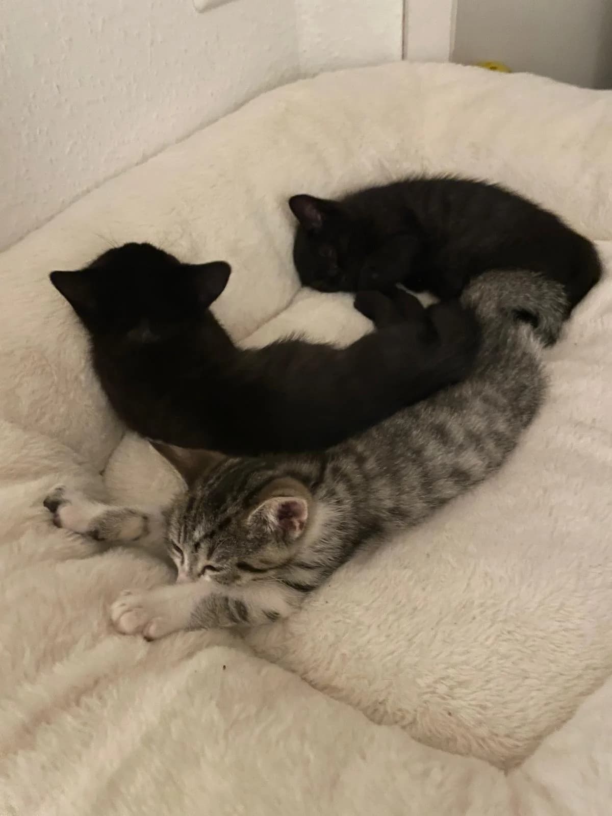 Forest, Finley & Floyd, male puppy Mixed Breed for adoption at Tierschutzverein Bad Kreuznach, Bad Kreuznach