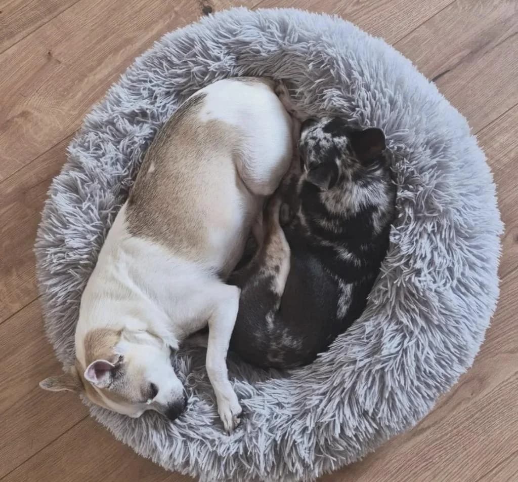 Gucci und Elli, senior Chihuahua for adoption at Tierschutzverein Bad Kreuznach, Bad Kreuznach