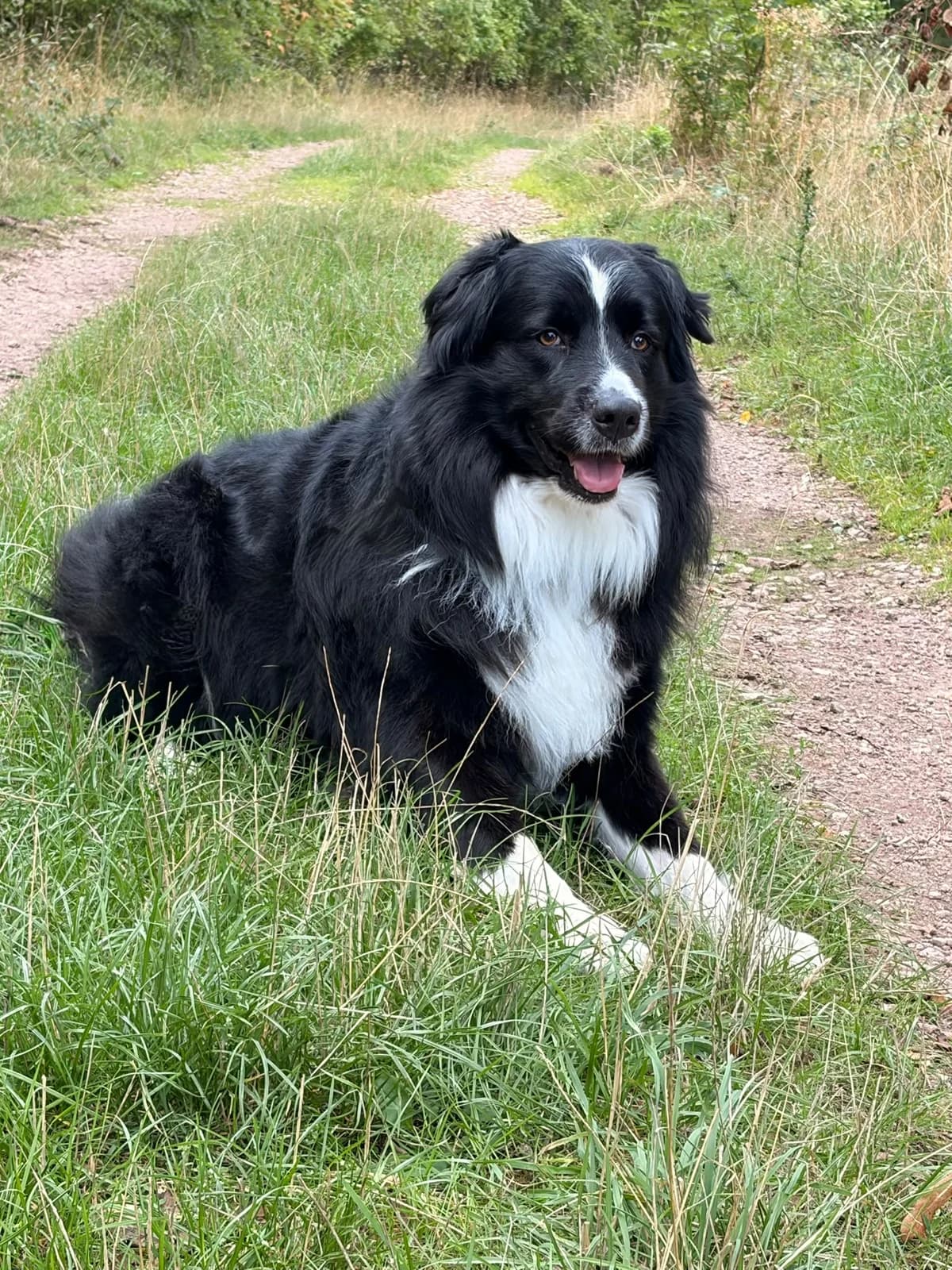 Happy, male 5yo Australian Shepherd for adoption at Tierschutzverein Bad Kreuznach, Bad Kreuznach