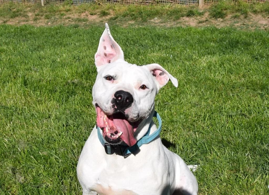 Hugo, male 7yo Dogo Argentino for adoption at Tierschutzverein Bad Kreuznach, Bad Kreuznach
