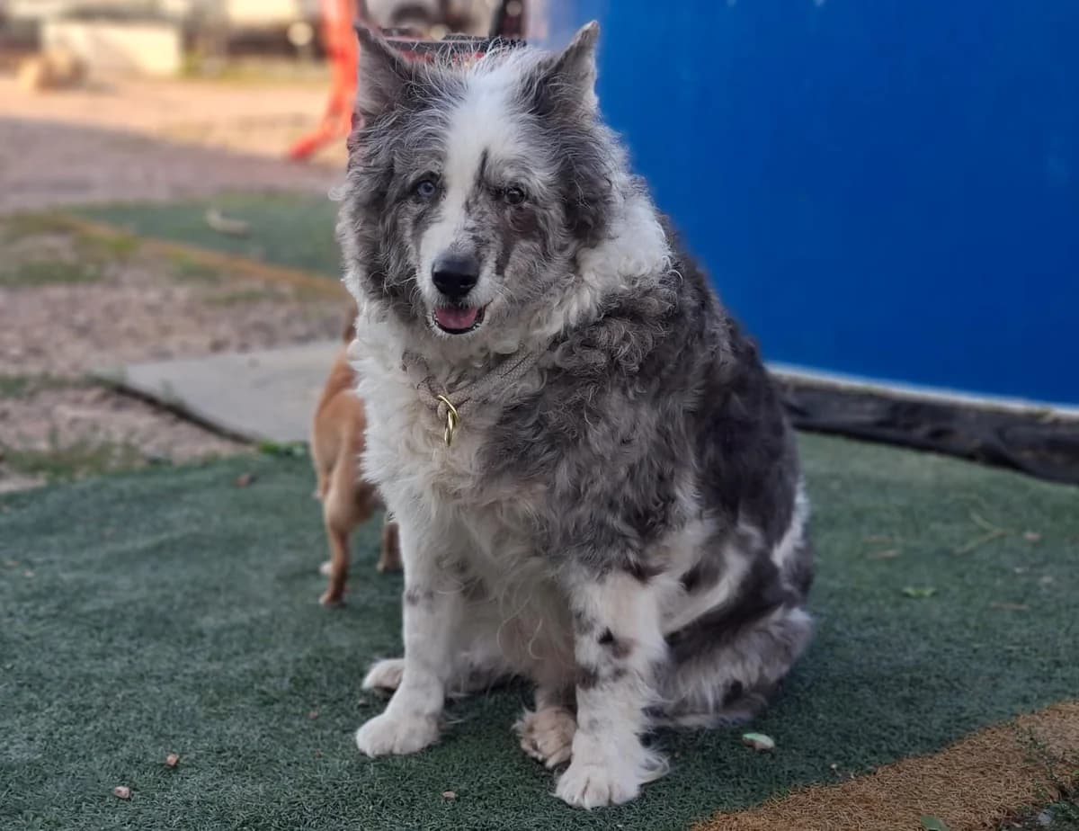 Lucy, female 7yo Border Collie for adoption at Tierschutzverein Bad Kreuznach, Bad Kreuznach