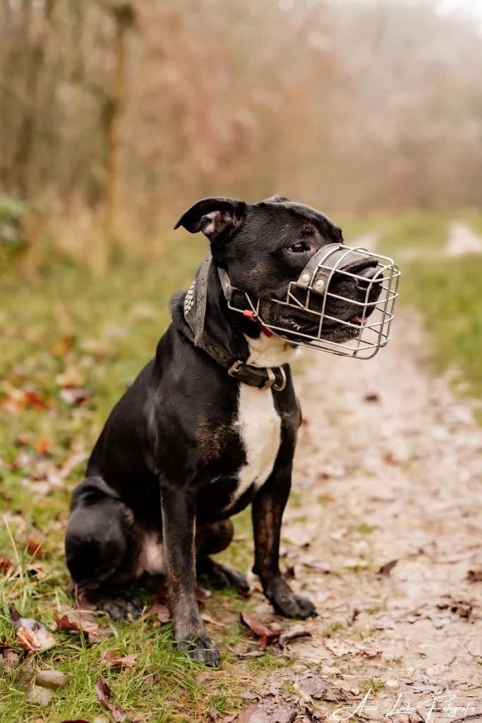 Milow, male 4yo Mixed Breed for adoption at Tierschutzverein Bad Kreuznach, Bad Kreuznach