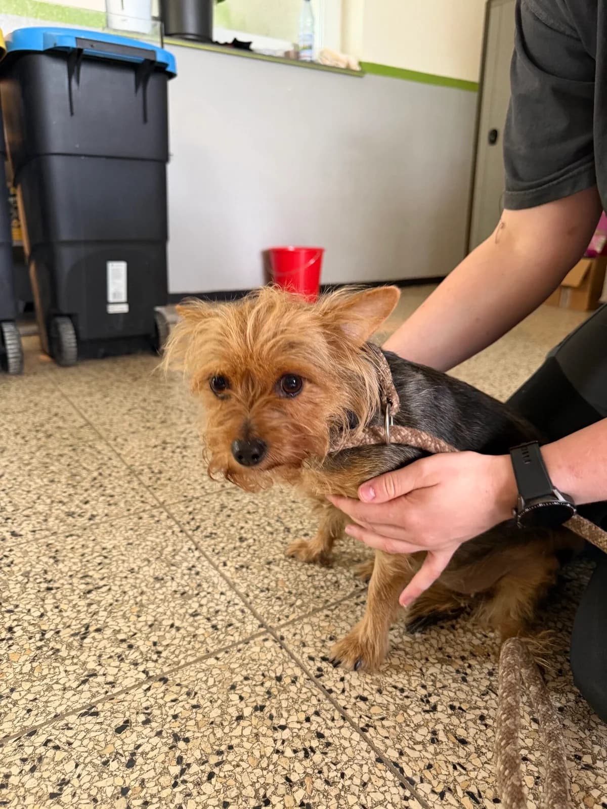 Minimaus, female senior Yorkshire Terrier for adoption at Tierschutzverein Bad Kreuznach, Bad Kreuznach