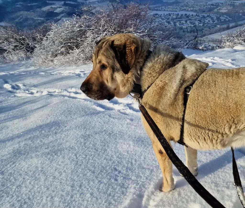 Mogli, male senior Kangal for adoption at Tierschutzverein Bad Kreuznach, Bad Kreuznach