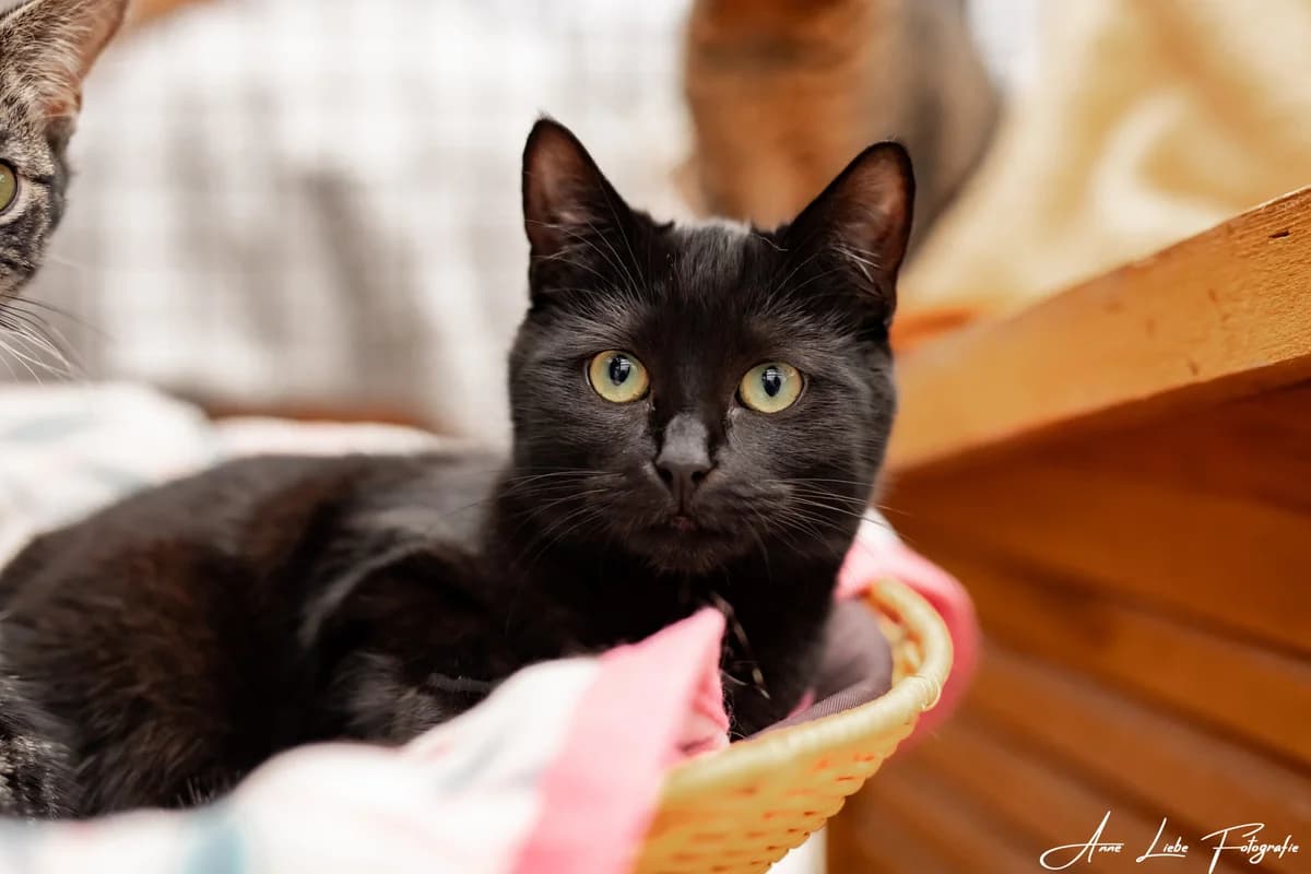 Nala, female young Mixed Breed Cat for adoption at Tierschutzverein Bad Kreuznach, Bad Kreuznach