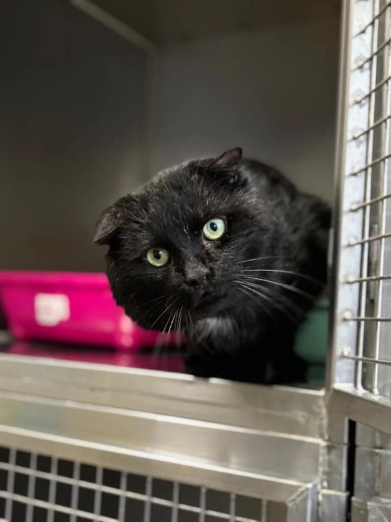 Norman, male senior Scottish Fold for adoption at Tierschutzverein Bad Kreuznach, Bad Kreuznach