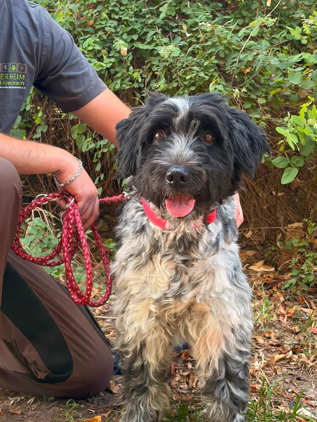 Peter, male senior Old English Sheepdog for adoption at Tierschutzverein Bad Kreuznach, Bad Kreuznach
