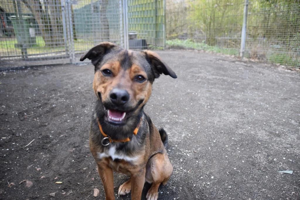 Sammy, male young Mixed Breed for adoption at Tierschutzverein Bad Kreuznach, Bad Kreuznach