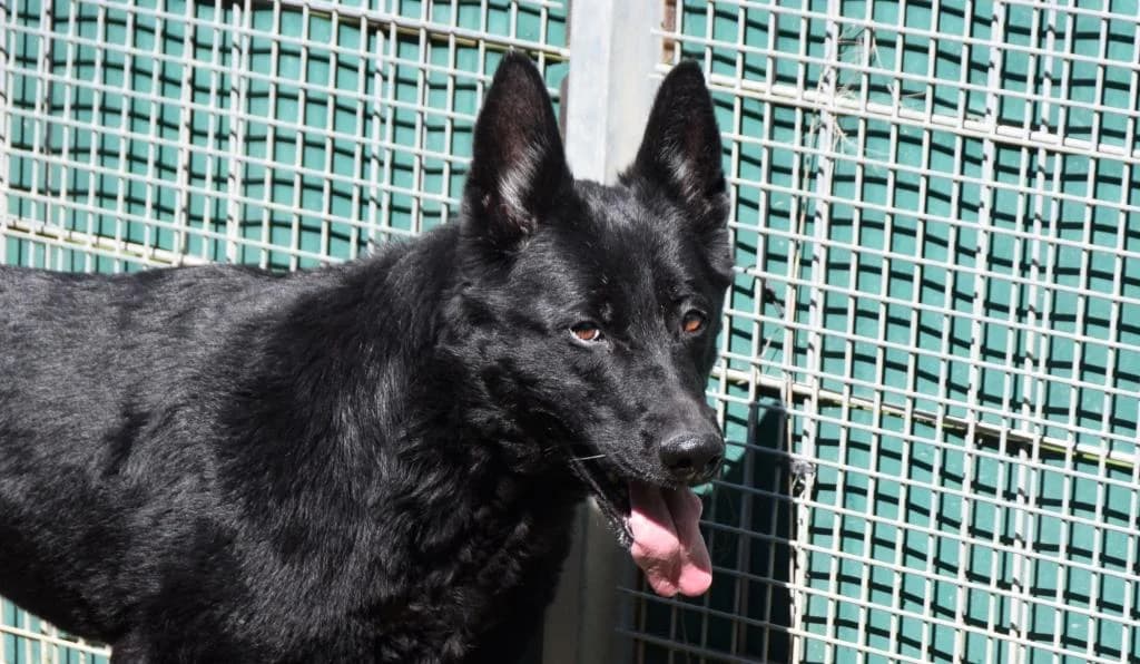 Senta, female senior German Shepherd for adoption at Tierschutzverein Bad Kreuznach, Bad Kreuznach