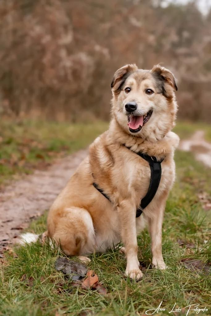 Silvio, male senior mixed breed for adoption at Tierschutzverein Bad Kreuznach, Bad Kreuznach