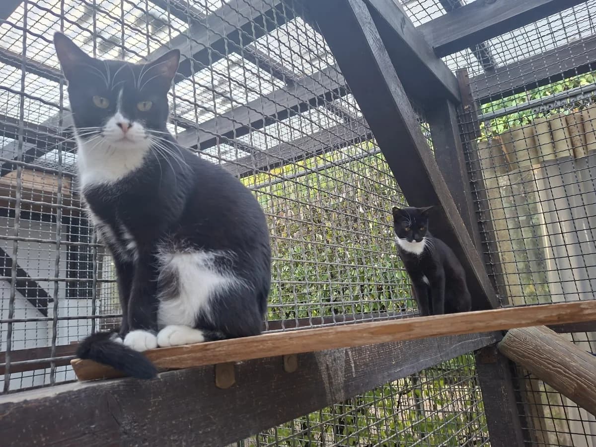 Tilda und Hildegard, female senior European Shorthair for adoption at Tierschutzverein Bad Kreuznach, Bad Kreuznach