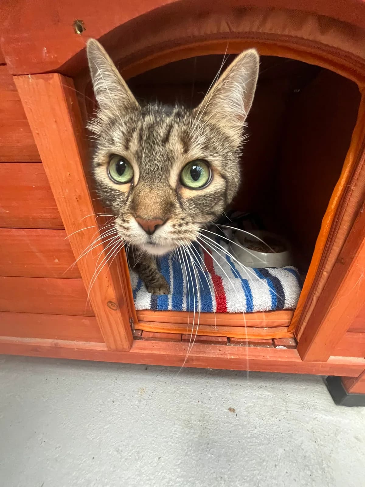 Tweety, female senior Mixed Breed for adoption at Tierschutzverein Bad Kreuznach, Bad Kreuznach