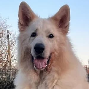 Alaska, Mixed Breed for adoption at Tierheim Bad Salzuflen, Bad Salzuflen