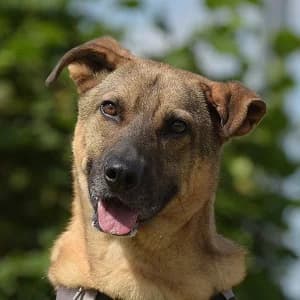 Ares, young Mixed Breed for adoption at Tierheim Bad Salzuflen, Bad Salzuflen