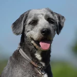 Baily, female Mixed Breed for adoption at Tierheim Bad Salzuflen, Bad Salzuflen