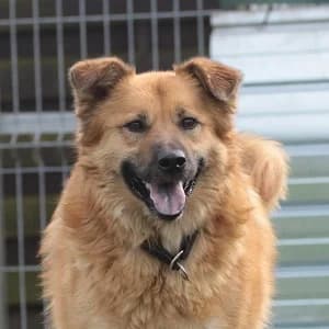 Basti — auf der Suche nach einem Wunder oder Paten :), blau 4yo Mixed Breed for adoption at Tierheim Bad Salzuflen, Bad Salzuflen