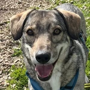 Benny, Mixed Breed for adoption at Tierheim Bad Salzuflen, Bad Salzuflen
