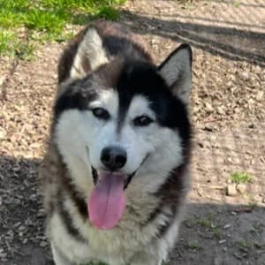 Bo, schwarz male puppy Mixed Breed for adoption at Tierheim Bad Salzuflen, Bad Salzuflen