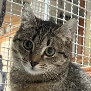 Candice, female Mixed Breed for adoption at Tierheim Bad Salzuflen, Bad Salzuflen