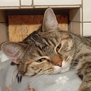 Carlotta, Mixed Breed for adoption at Tierheim Bad Salzuflen, Bad Salzuflen
