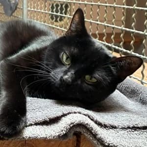 Finchen, Mixed Breed for adoption at Tierheim Bad Salzuflen, Bad Salzuflen