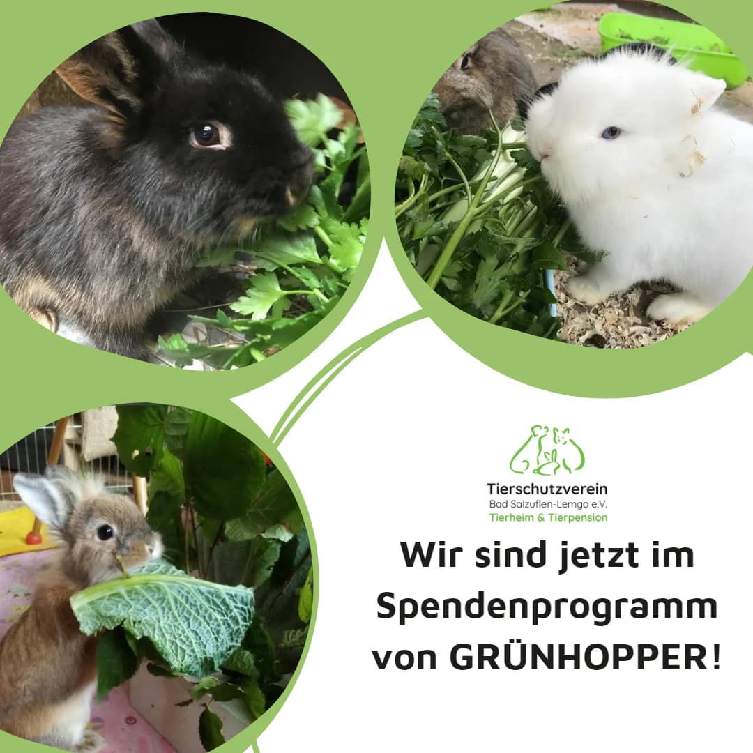 Frischfutter-Gutscheine, Mixed Breed for adoption at Tierheim Bad Salzuflen, Bad Salzuflen