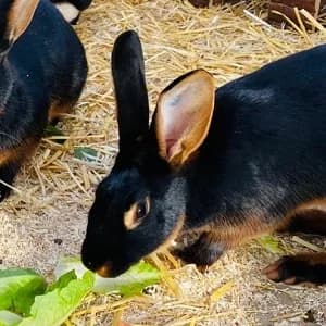 Lupine & Lümmel -Vermittlungshilfe-, Mixed Breed for adoption at Tierheim Bad Salzuflen, Bad Salzuflen