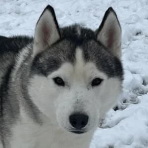 Jalo, male senior Mixed Breed for adoption at Tierheim Bad Salzuflen, Bad Salzuflen