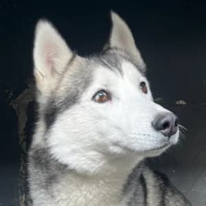 Kjell, male senior Mixed Breed for adoption at Tierheim Bad Salzuflen, Bad Salzuflen