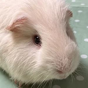 Pepe, male Mixed Breed for adoption at Tierheim Bad Salzuflen, Bad Salzuflen