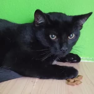 Shade, Mixed Breed for adoption at Tierheim Bad Salzuflen, Bad Salzuflen