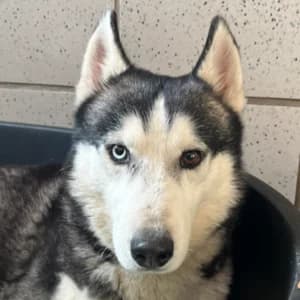 Solo, male senior Mixed Breed for adoption at Tierheim Bad Salzuflen, Bad Salzuflen