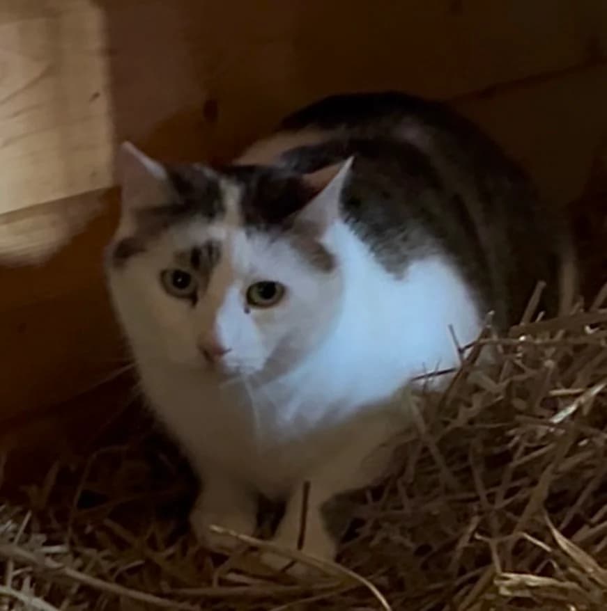Stavros, Mixed Breed for adoption at Tierheim Bad Salzuflen, Bad Salzuflen