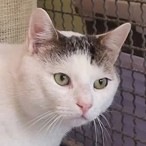 Willie, Mixed Breed for adoption at Tierheim Bad Salzuflen, Bad Salzuflen