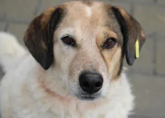 Aaron, male 5yo Mixed Breed for adoption at Tierschutzverein Bad Wildungen, Bad Wildungen