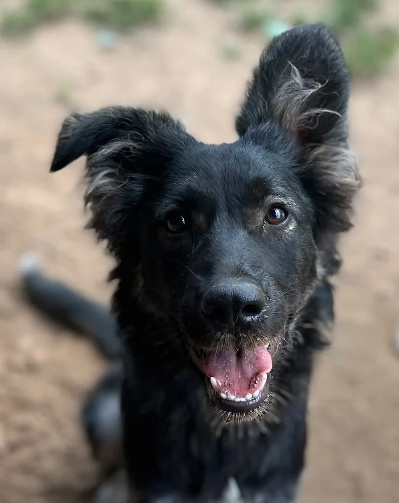 Arrie, female young Mixed Breed for adoption at Tierschutzverein Bad Wildungen, Bad Wildungen