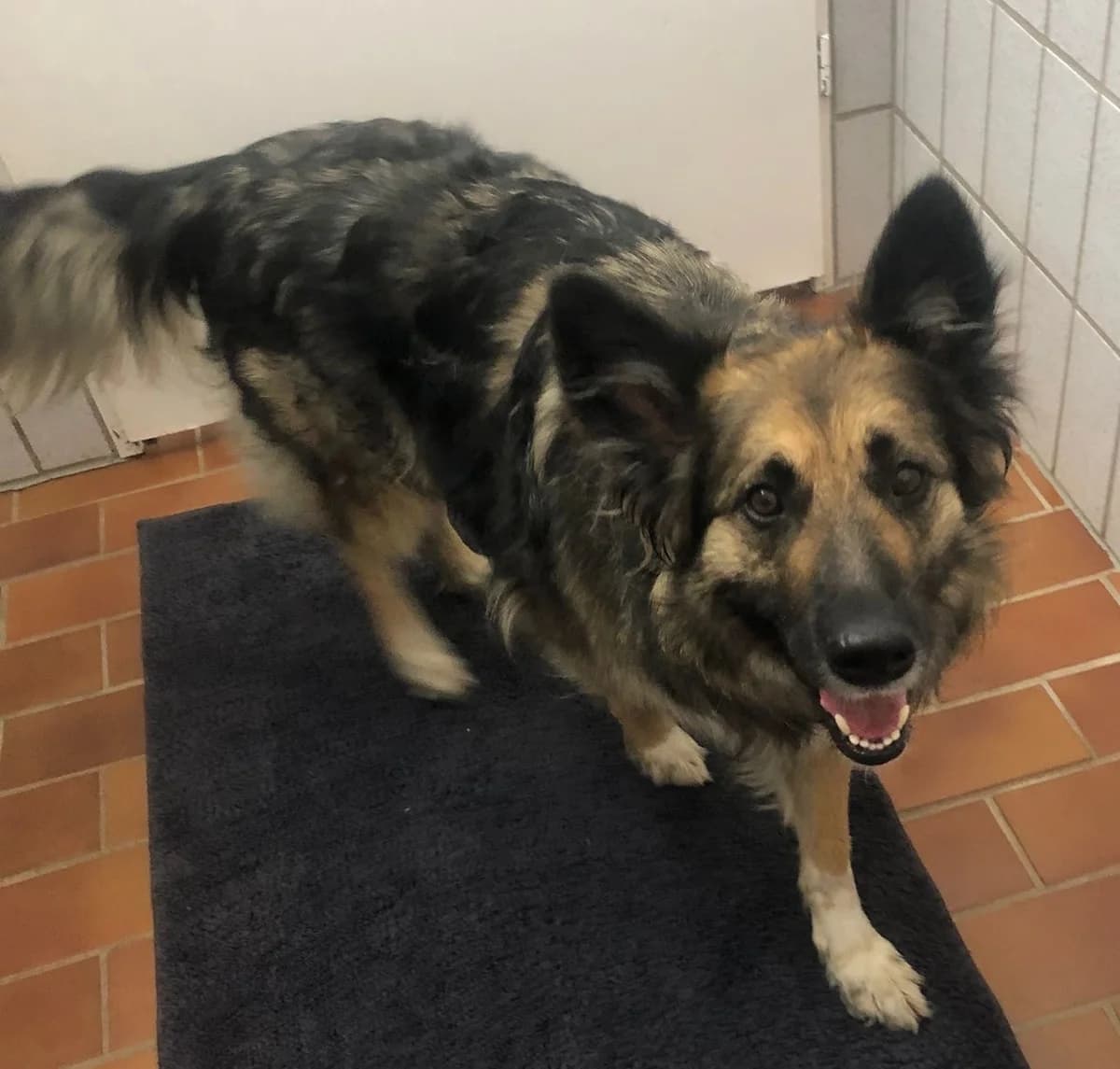 Barbie, female 3yo German Shepherd for adoption at Tierschutzverein Bad Wildungen, Bad Wildungen